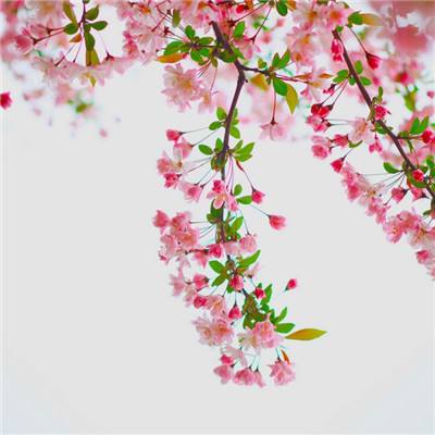 七骑士下载